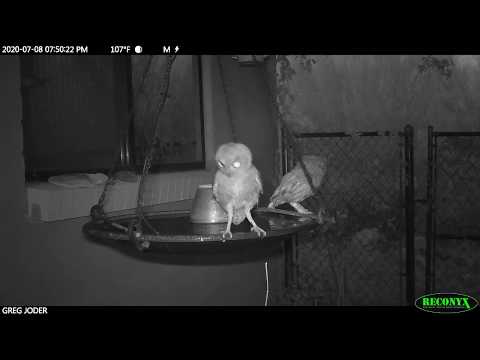 Owl Family Cooling off In the Bird Bath