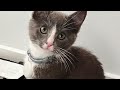 Benny The Grey Tuxedo Cat Tuxedocat