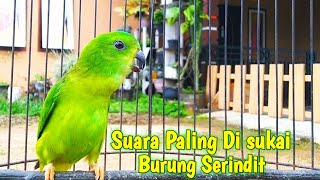 Download lagu Gak Butuh Lama Serindit Anda Akan Nyaut Ikut Bunyi Mendengar Suara Serindit Seperti Ini mp3