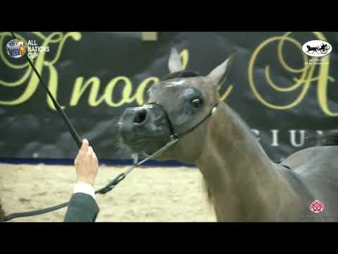 N 30 BANDAR ALJASSIMYA   AACHEN 2022   38° All Nations Cup   Yearling Colts Class 2A