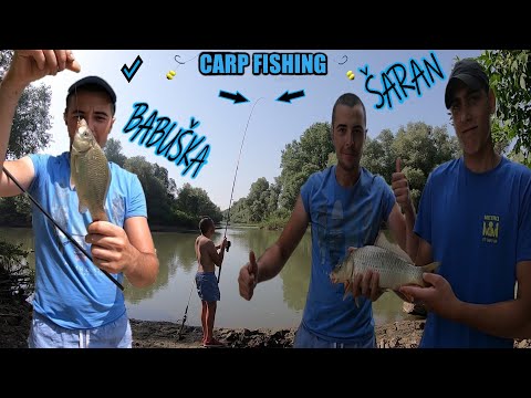 SA DRUŠTVOM NA TAMIŠU - PECANJE ŠARANA I BABUŠKE🌽🌽🌽(DULE MENADZER)* fishing strong fish - UŽIVANJE *