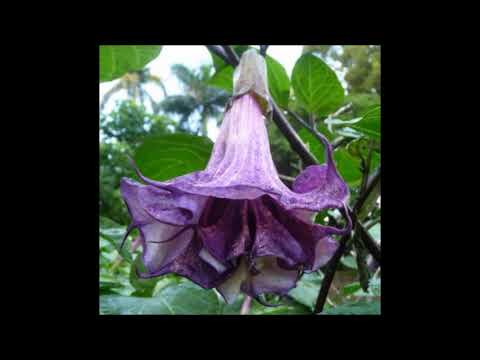 Odcinek #151 Bieluń surmikwiat 'Ballerina'  (Datura metel 'Ballerina')