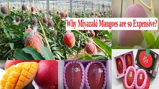 Why Miyazaki Mangoes are so Tasty and Expensive | The Costliest Mangoes in the World!