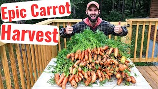 Harvesting a Year's Worth of Carrots from a TINY Garden Space