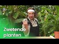Zwetende planten | Plantastisch