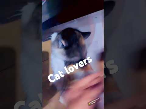 #cats #persaincat #catlover #catvideos