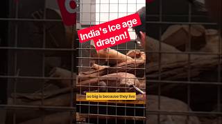 India's Ice age dragon #fossils #nature #science #reptiles #animals #evolution #palaeontology
