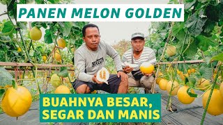 Download lagu PANEN MELON GOLDEN | Rasa Buahnya Segar dan Manis mp3