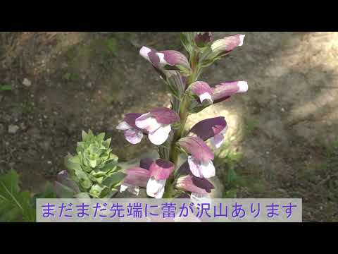 アカンサスの家族