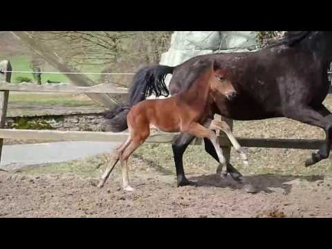 First Rock Star by For Romance- Rock Forever