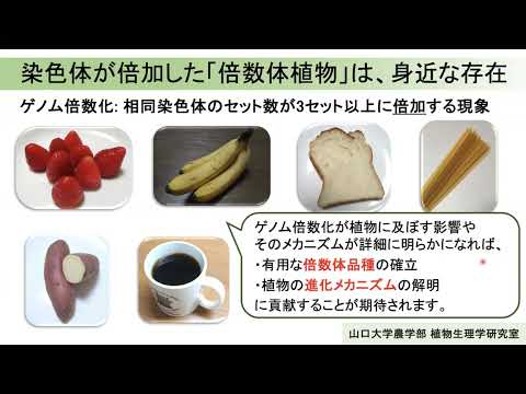 【山口大学OC2025／農学部／生物機能科学科】16 植物生理学研究分野