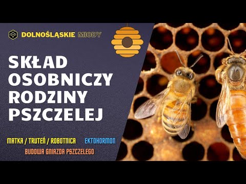 , title : 'Jaki jest skład rodziny pszczelej? Podstawowa budowa gniazda. #pszczoły #pasieka #rodzina #pszczela'