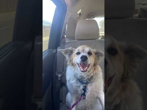 Milo, an adopted Australian Shepherd & Papillon Mix in Phoenix, AZ_image-1