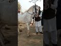 Horse Mandi Aminpur Bangla Horse For Sale Lovely Horse Beautiful Horse Village Round