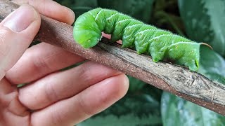 10 Ways To Control And Prevent Hornworms In Your Garden | Simple And Organic