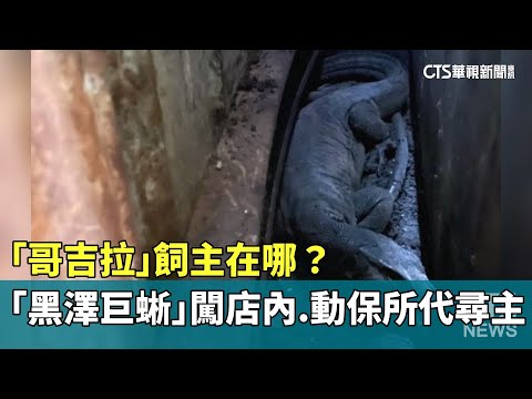 「哥吉拉」飼主在哪？　「黑澤巨蜥」闖店內.動保所代尋主