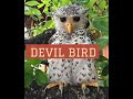 Devil Bird Ulama Cryptid Of Sri Lanka DVJ