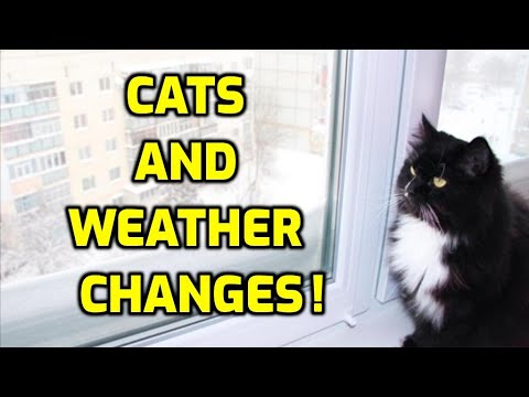 Can Weather Affect Cats Moods And Behavior?