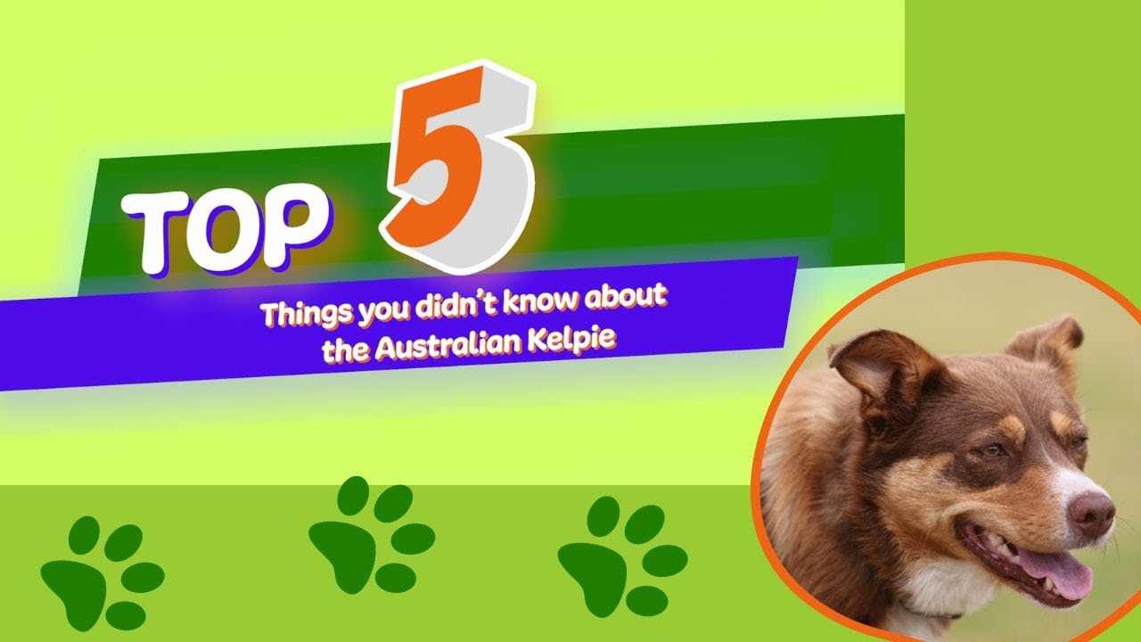 5 Things You Didn't Know About The Australian Kelpie