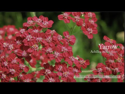 Achillea millefolium—yarrow