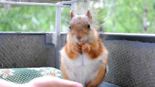 preview picture of video 'The squirrel in a city. Белка в городе. 3'