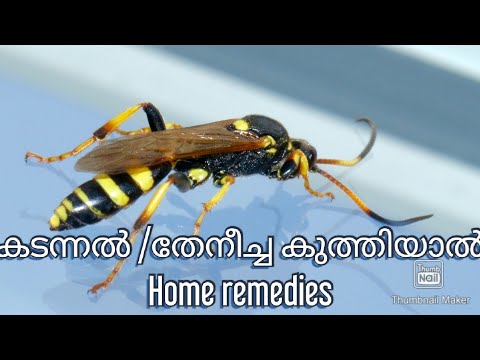 , title : 'How to treat Wasp/Bee Sting in malayalam/Home remedies for wasp/Bee sting, കടന്നൽ, തേനീച്ച കുത്തിയാൽ'