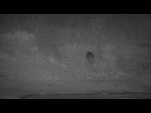 Djuma: Hippo leaving the dam - 18:15 - 09/15/21