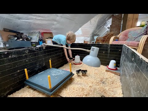 New AUSTRALORP chicks. It's a difficult time in the habitat. Winter and frosts like never before.