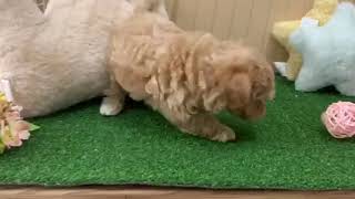 ハーフ犬の動画01