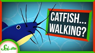 Catfish Walking on Land Find Water by its Smell