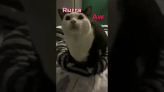 Download lagu Aw Aw Aw...#cat #hope #core #shorts mp3 Download lagu Aw Aw Aw...#cat #hope #core #shorts mp3