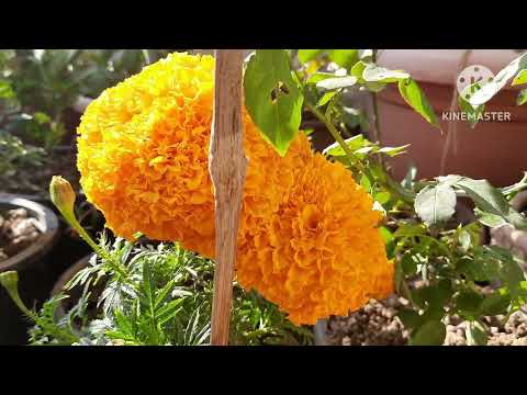My balcony garden #shorts #youtube #flowers #winterspecial  #Maanty.Ayushi