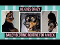 My Dogs Night Routine For A Week Vlog Style He Goes Wild At One Point In The Video ️