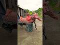 ढोलकी डफली डांस Dance Dholak Music Harmoniyam Harmuniyam Song Tabla Bhojpu