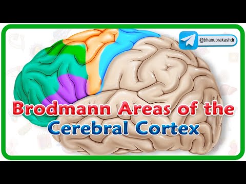 Brodmann areas of the cerebral cortex / Lobes of the brain: Structure and function / Neuroanatomy