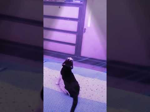 Help finding this lost cat named Blacky and Maggie