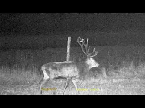 Byk jeleń czternastak 1/3