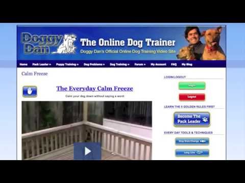 Puppy Training - How to Train a Puppy