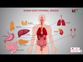 Human Body Internal Organs | Human Anatomy Animation 2022