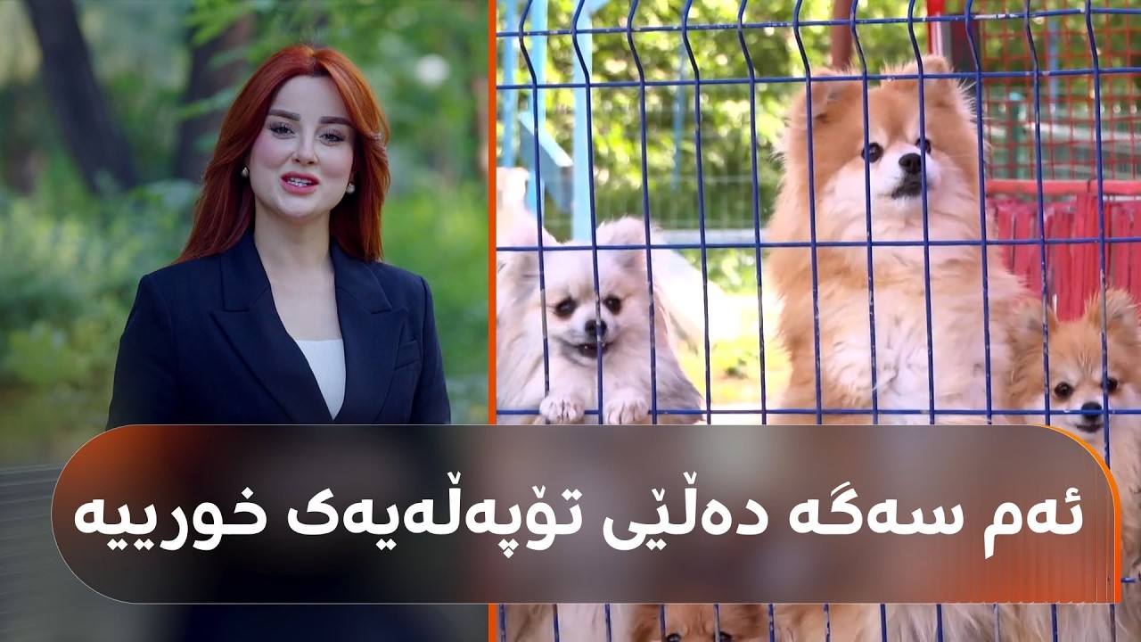 ڤیدیۆ | هاونیشتمانییەک لە ئامەد ژمارەیەک سەگی دەگمەن و گرانبەها بەخێودەکات، بزانە نرخەکانیان چۆنن