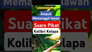 Download lagu suara pikat Kolibri kelapa pikat wicu wicu #pikatkolibrikelapa #pikatwicuwicu #kolibrikelapa #korlap mp3 Download lagu suara pikat Kolibri kelapa pikat wicu wicu #pikatkolibrikelapa #pikatwicuwicu #kolibrikelapa #korlap mp3