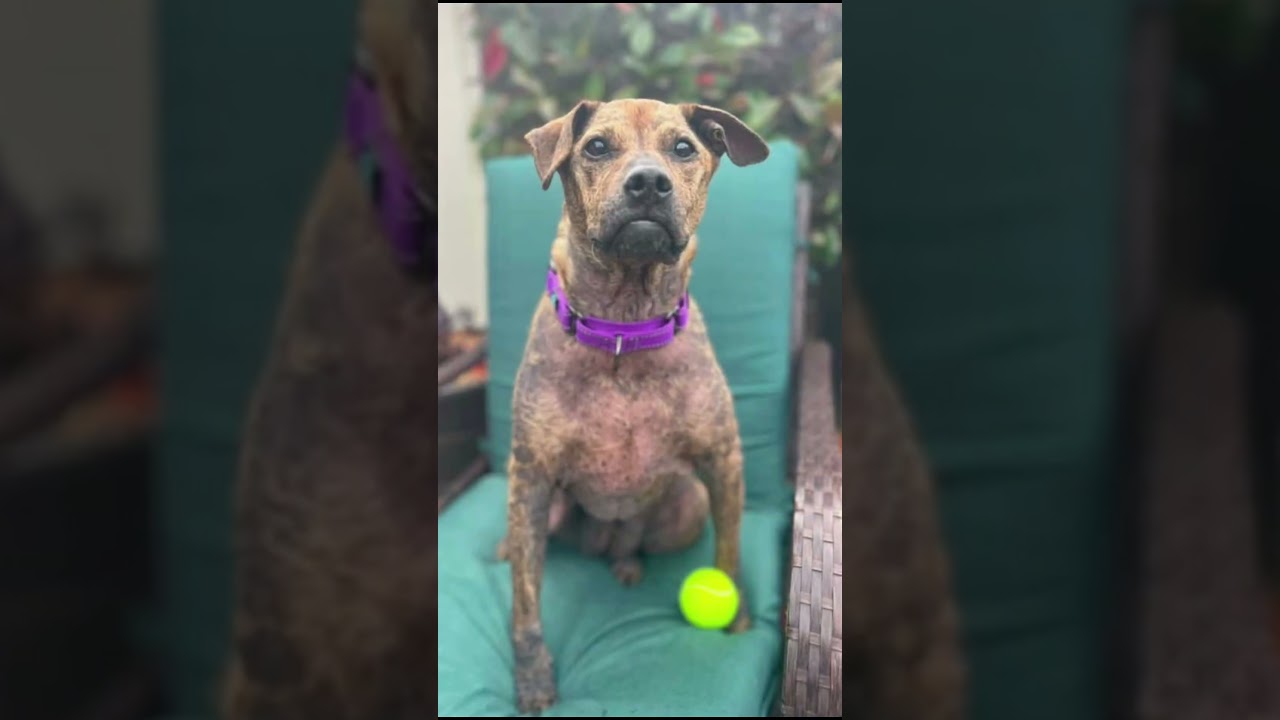 Willow, a ADOPTABLE mixed breed in Citrus Heights, CA video 6/6