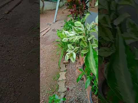 ᵒᵘʳ new 𝘨𝘢𝘳𝘥𝘦𝘯𝘪𝘯𝘨 𝕞𝕒𝕜𝕖𝕠𝕧𝕖𝕣🤍🌹