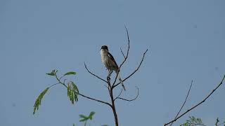 Download lagu Burung Shrike Ekor Panjang #burunggujarat #alamuntukburung mp3