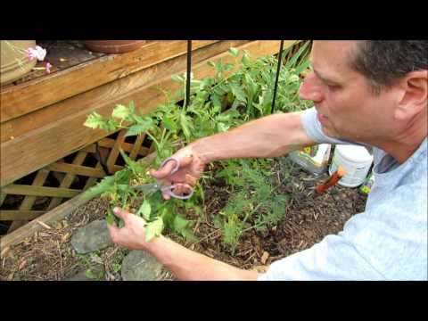 , title : 'All About Determinate Tomato Care: Pruning, Staking, Feeding, Calcium & Let it Go!'