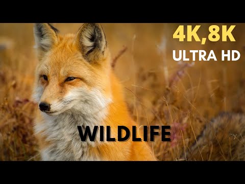 IT'S A BEAUTIFUL PLANET 8K ULTRA HD - Tour Around the World with Soft Music