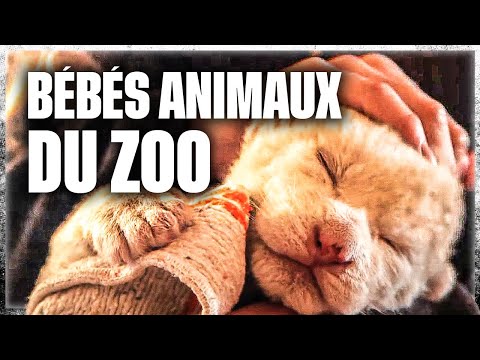 Naissances extraordinaires au zoo