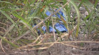 Body possibly linked to Laredo boxcar deaths is found near railroad tracks, BCSO says