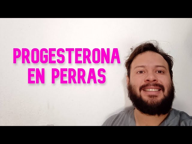 Vídeo relacionado con Probador de progesterona portátil con 50 tarjetas de reactivos. Determina con precisión el tiempo de apareamiento óptimo para perros, pruebas automáticas y visualización de resultados