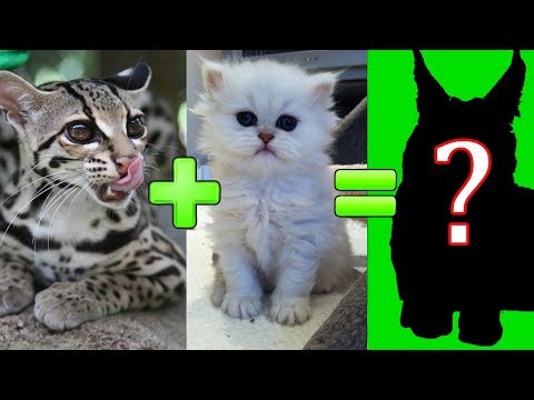 Cute Cross Breed Cats Will Stun You!